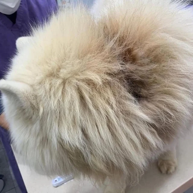 당진방치학대 현장 사진