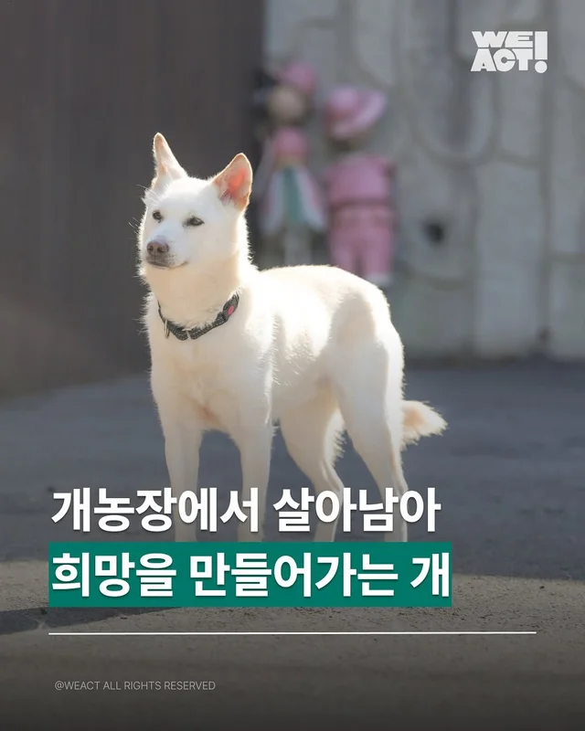 화성팔탄개농장 - 위액트 알 현장 사진