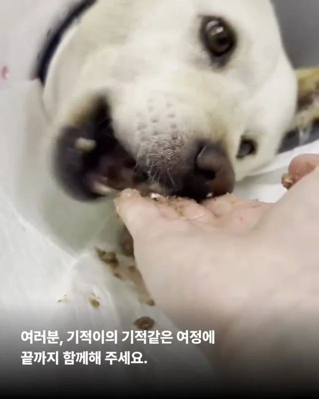 기적이의 엄마아빠가 되어주셔서 감사합니다 현장 사진
