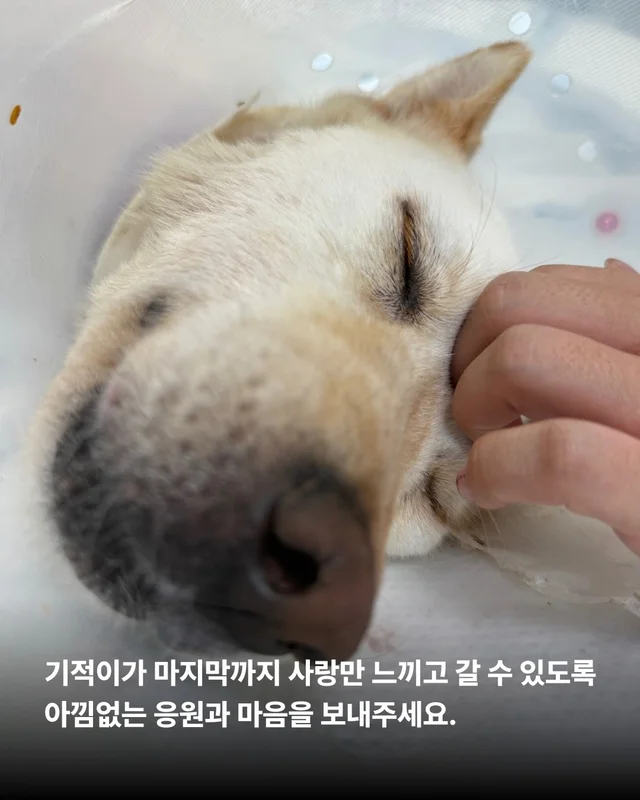 기적이의 엄마아빠가 되어주셔서 감사합니다 현장 사진
