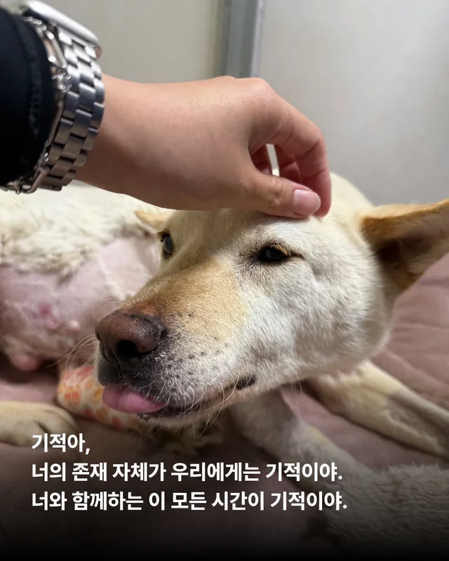 기적이의 엄마아빠가 되어주셔서 감사합니다 현장 사진