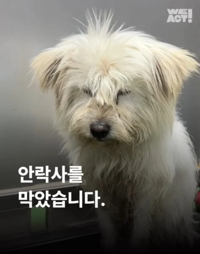 안락사를 막았습니다. 현장 사진