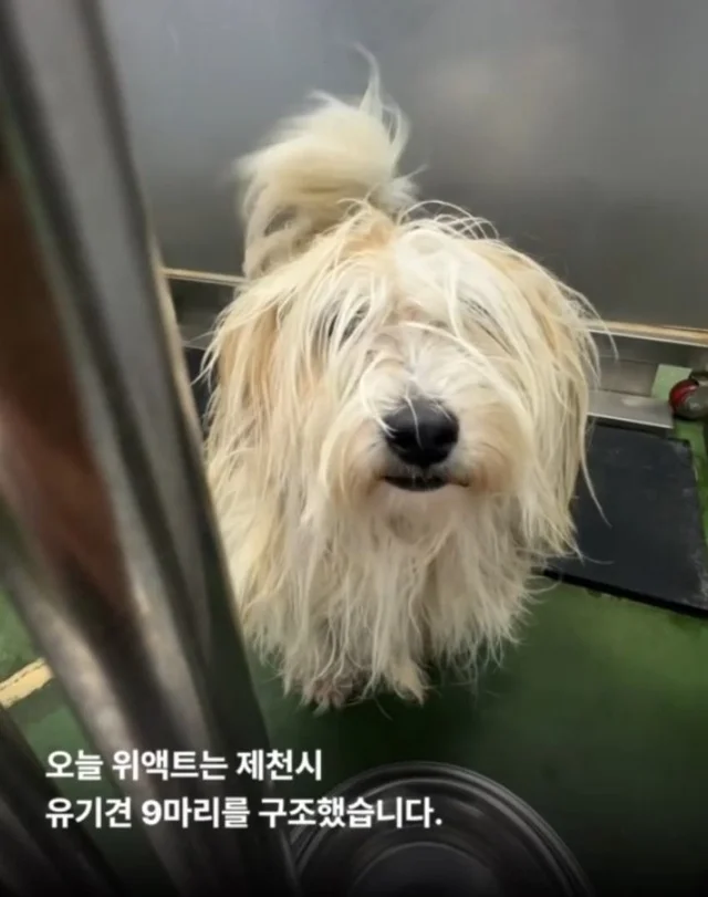 안락사를 막았습니다. 현장 사진