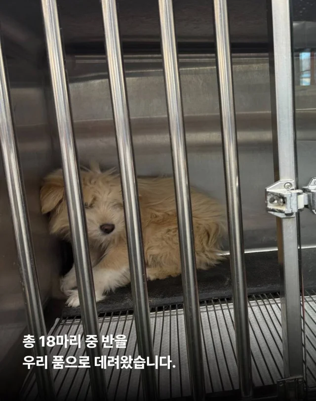 안락사를 막았습니다. 현장 사진