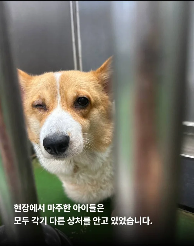 안락사를 막았습니다. 현장 사진