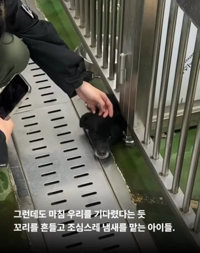 안락사를 막았습니다. 현장 사진