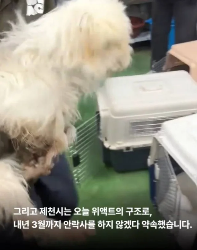 안락사를 막았습니다. 현장 사진