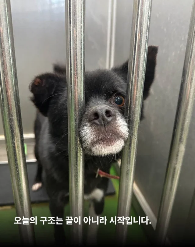 안락사를 막았습니다. 현장 사진