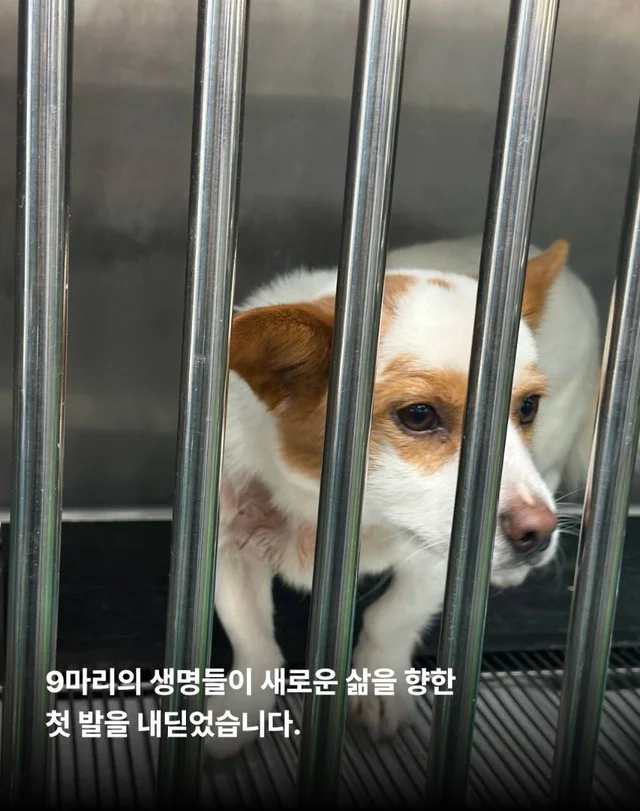 안락사를 막았습니다. 현장 사진