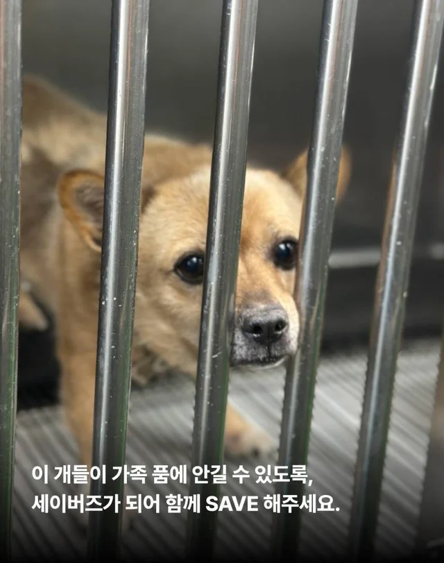 안락사를 막았습니다. 현장 사진