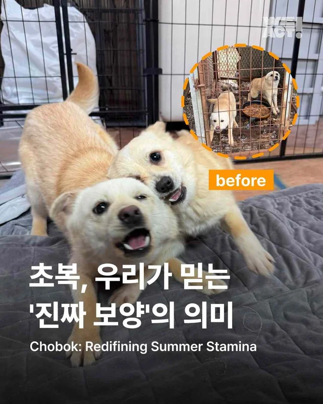 초복, 우리가 믿는 진짜 보양의 의미 현장 사진