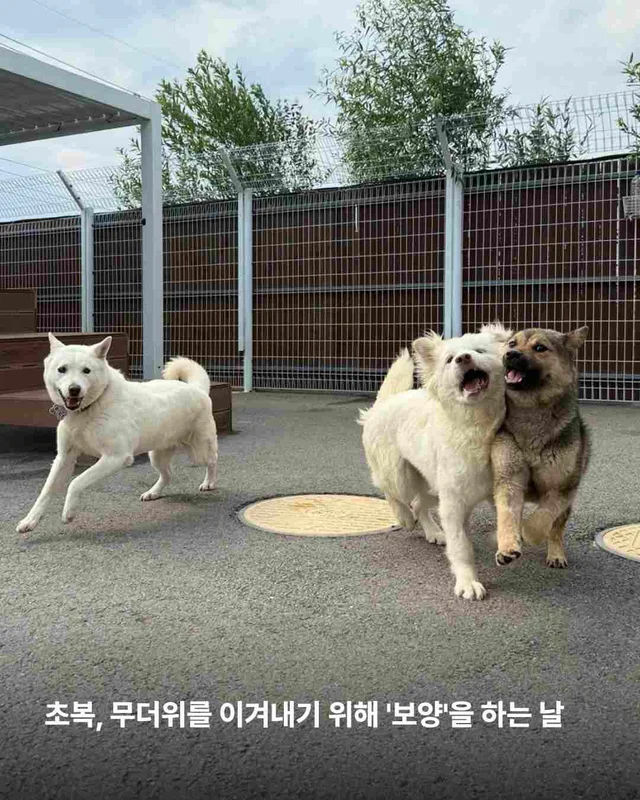 초복, 우리가 믿는 진짜 보양의 의미 현장 사진