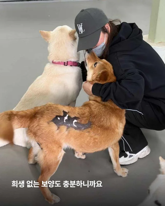 초복, 우리가 믿는 진짜 보양의 의미 현장 사진