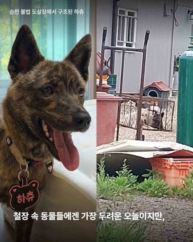초복, 우리가 믿는 진짜 보양의 의미 현장 사진