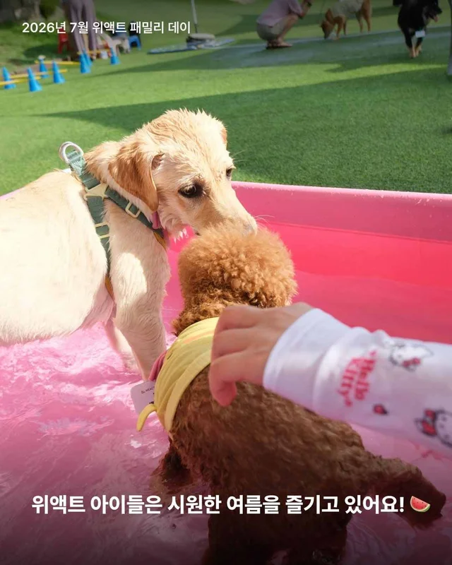 초복, 우리가 믿는 진짜 보양의 의미 현장 사진