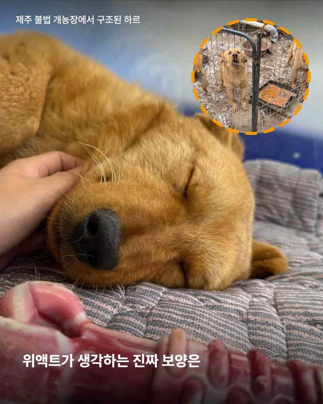 초복, 우리가 믿는 진짜 보양의 의미 현장 사진