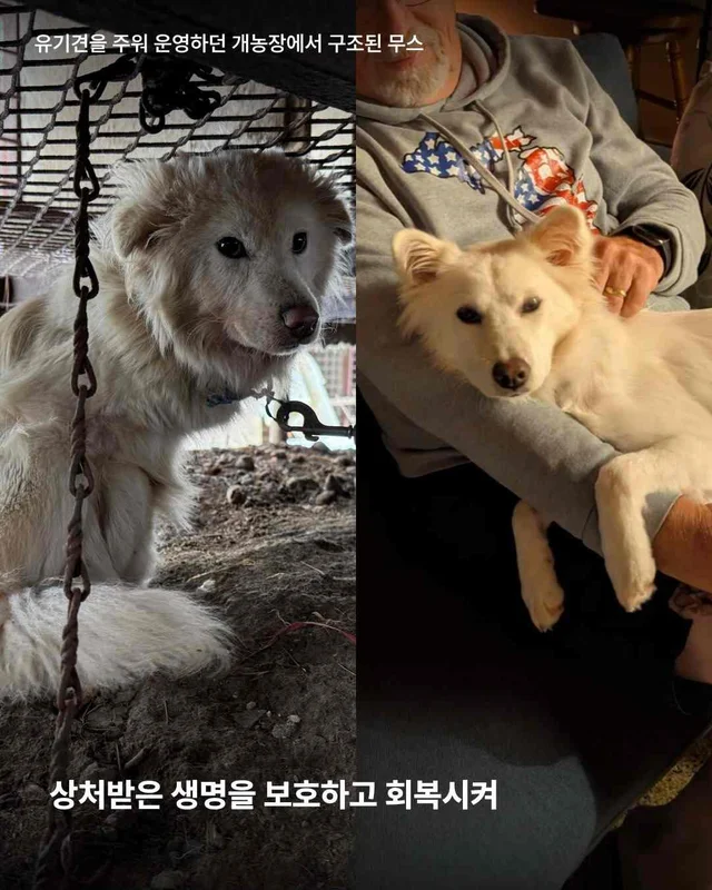 초복, 우리가 믿는 진짜 보양의 의미 현장 사진