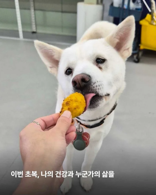 초복, 우리가 믿는 진짜 보양의 의미 현장 사진