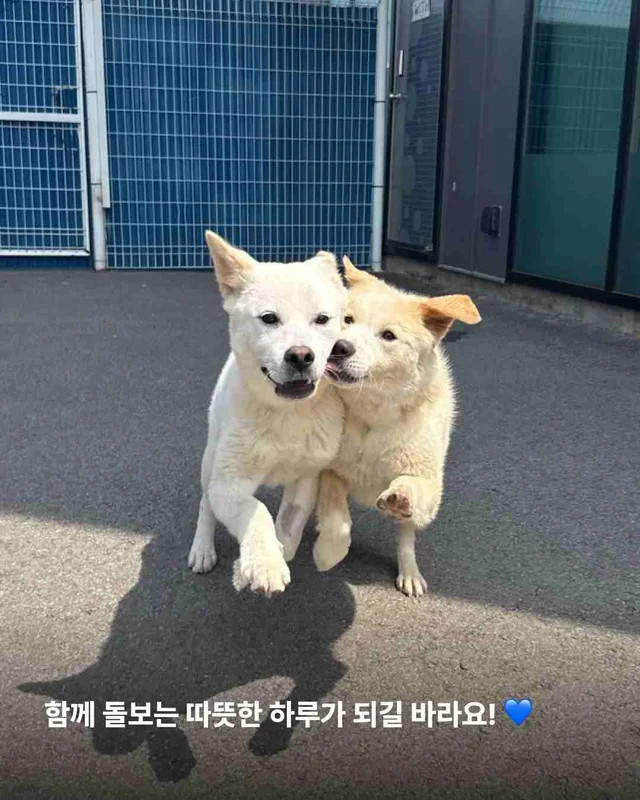 초복, 우리가 믿는 진짜 보양의 의미 현장 사진