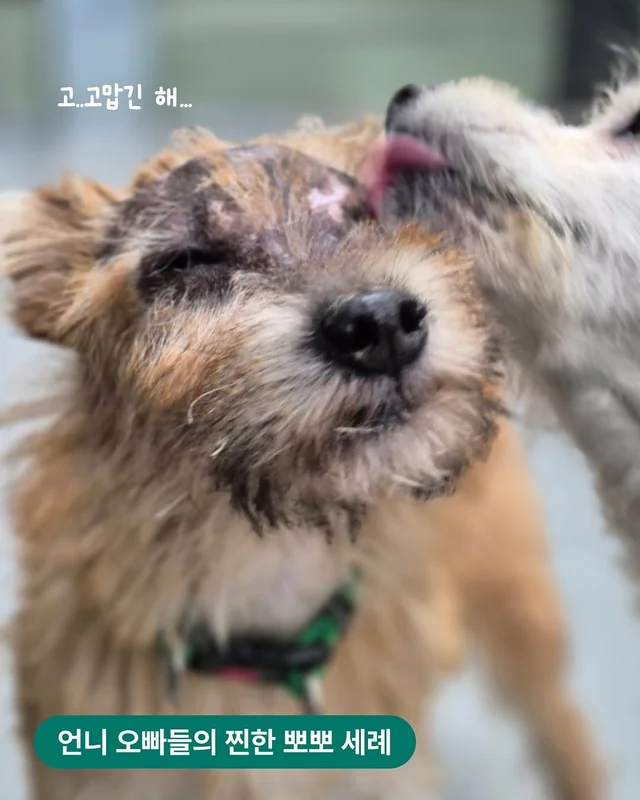 경북산불구조-위액트아라 현장 사진