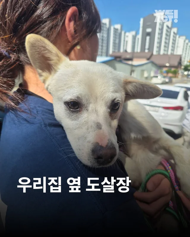 우리집 옆 도살장 현장 사진