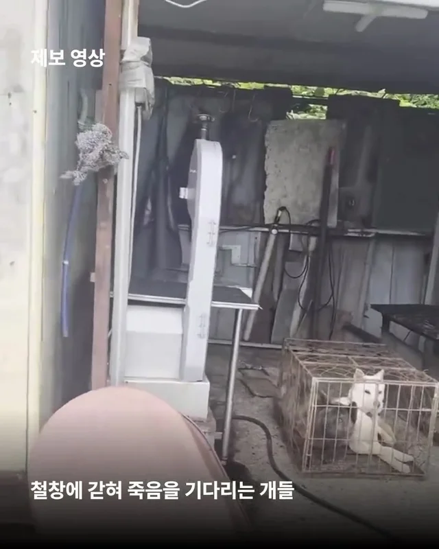 우리집 옆 도살장 현장 사진