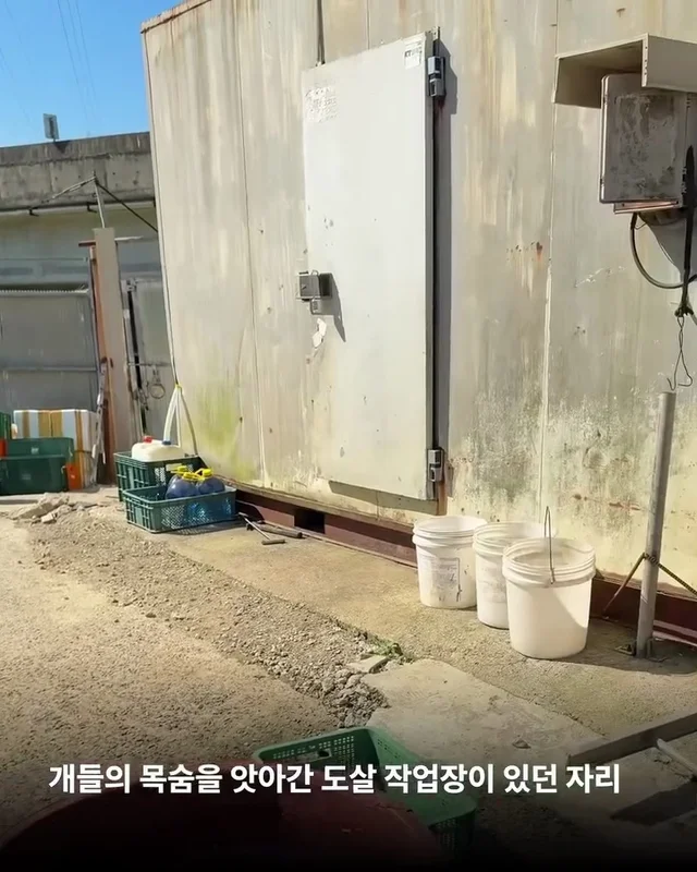 우리집 옆 도살장 현장 사진