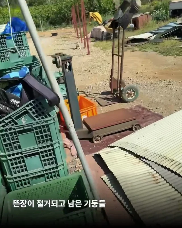우리집 옆 도살장 현장 사진