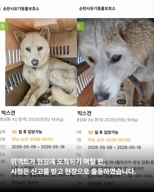 우리집 옆 도살장 현장 사진