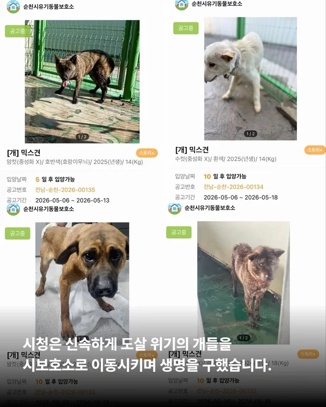 우리집 옆 도살장 현장 사진