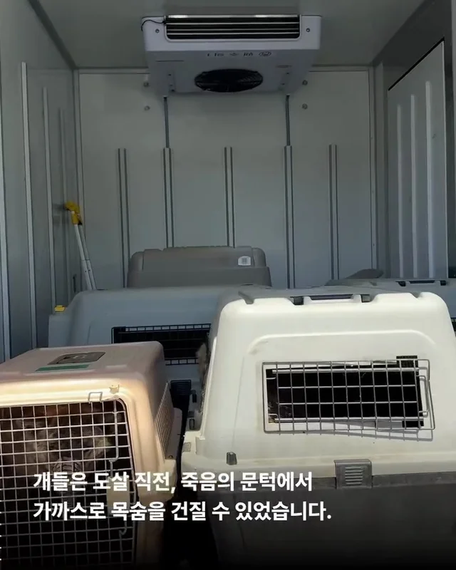 우리집 옆 도살장 현장 사진