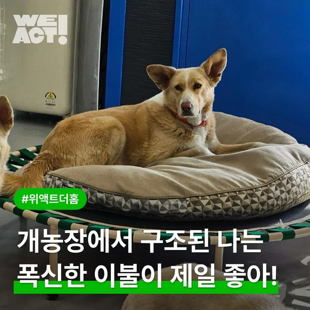 개농장에서 구조된 나는 푹신한 이불이 제일 좋아! 현장 사진
