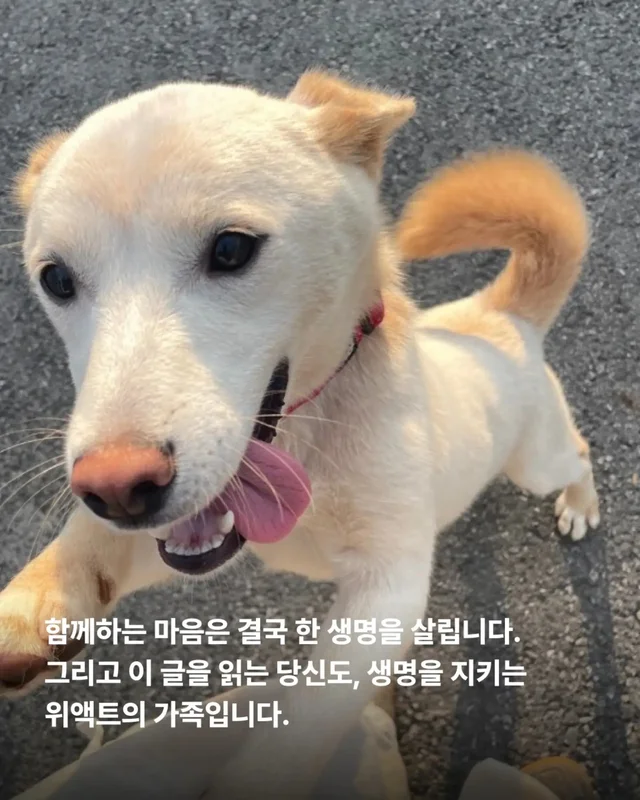 가족은 꼭 피를 나누어야 할까요? 현장 사진