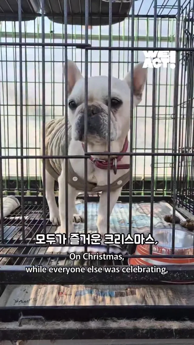 크리스마스에 버려진 엄마개에게 찾아온 선물 현장 사진