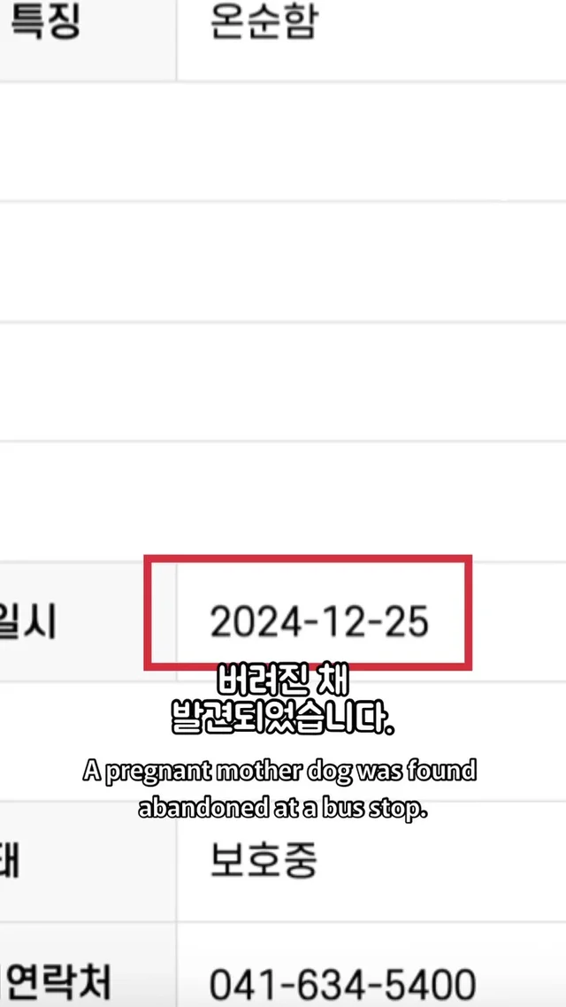크리스마스에 버려진 엄마개에게 찾아온 선물 현장 사진