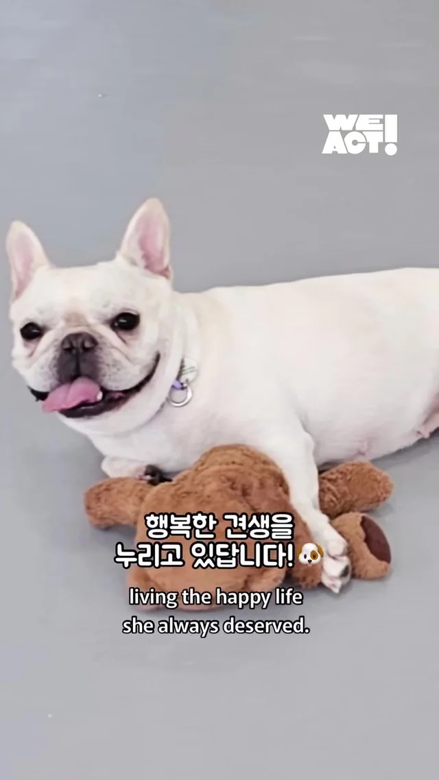 크리스마스에 버려진 엄마개에게 찾아온 선물 현장 사진