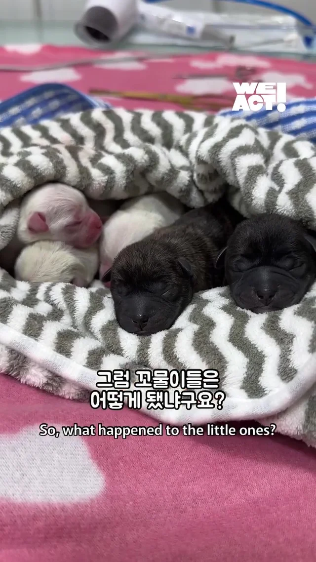 크리스마스에 버려진 엄마개에게 찾아온 선물 현장 사진