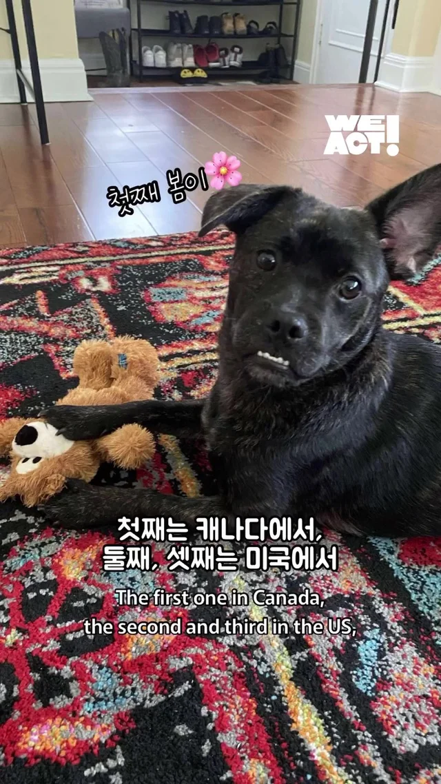 크리스마스에 버려진 엄마개에게 찾아온 선물 현장 사진