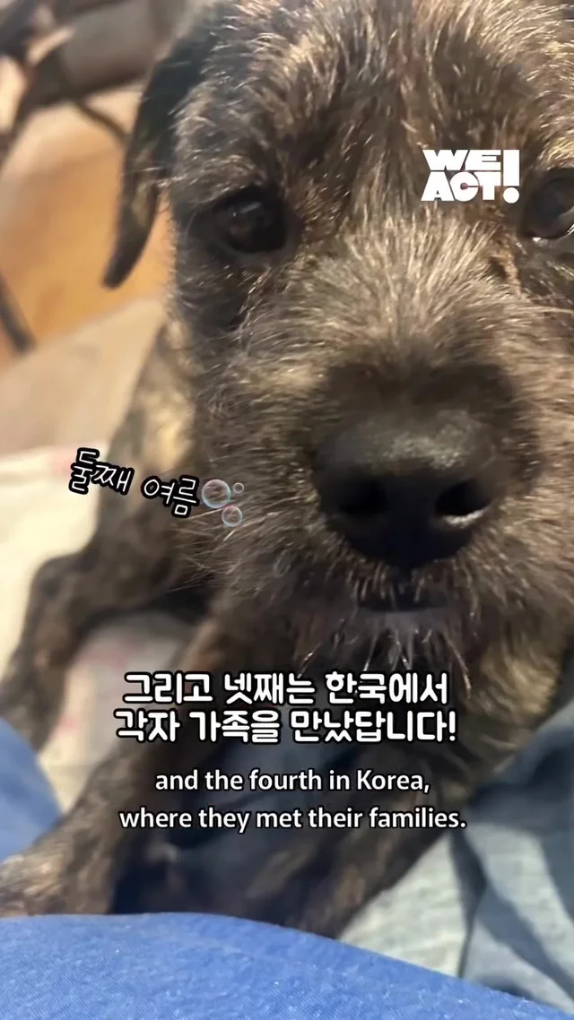 크리스마스에 버려진 엄마개에게 찾아온 선물 현장 사진