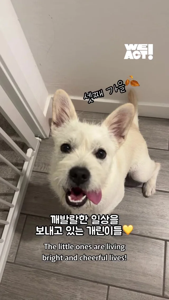 크리스마스에 버려진 엄마개에게 찾아온 선물 현장 사진
