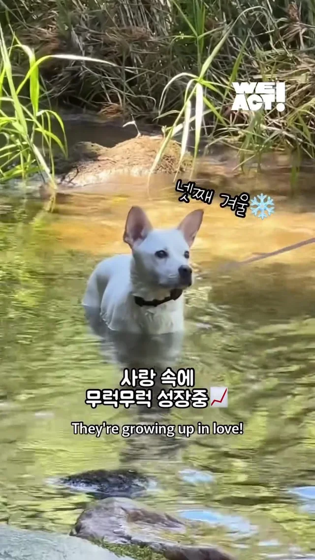 크리스마스에 버려진 엄마개에게 찾아온 선물 현장 사진