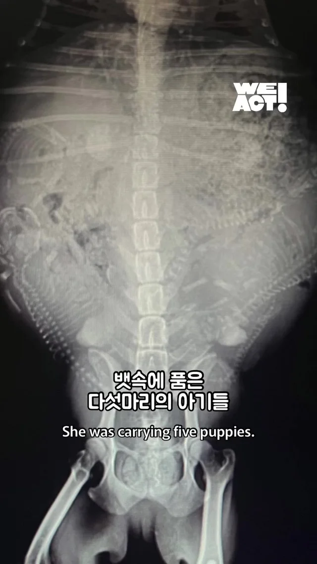 크리스마스에 버려진 엄마개에게 찾아온 선물 현장 사진