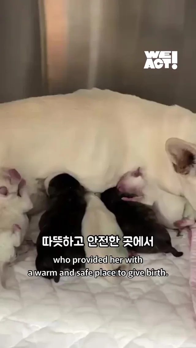 크리스마스에 버려진 엄마개에게 찾아온 선물 현장 사진