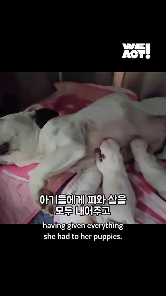 크리스마스에 버려진 엄마개에게 찾아온 선물 현장 사진