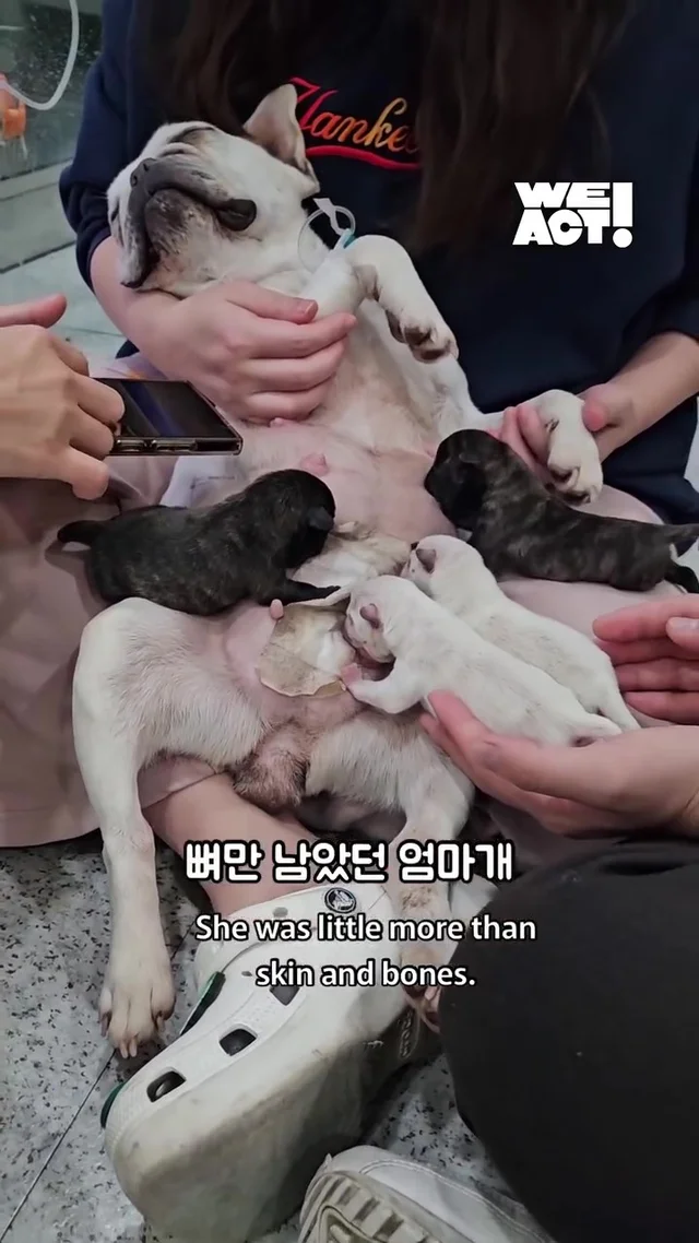 크리스마스에 버려진 엄마개에게 찾아온 선물 현장 사진