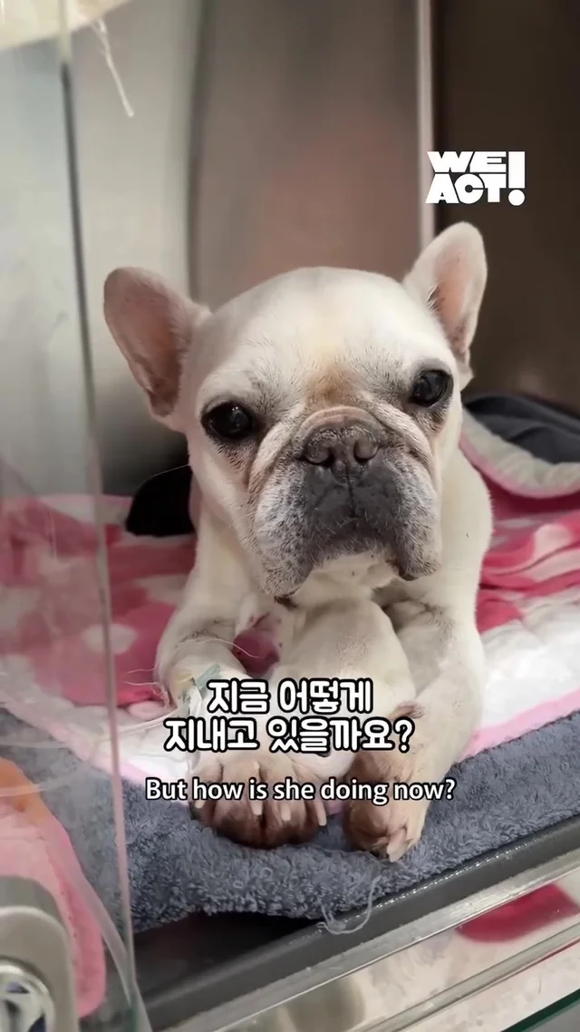 크리스마스에 버려진 엄마개에게 찾아온 선물 현장 사진
