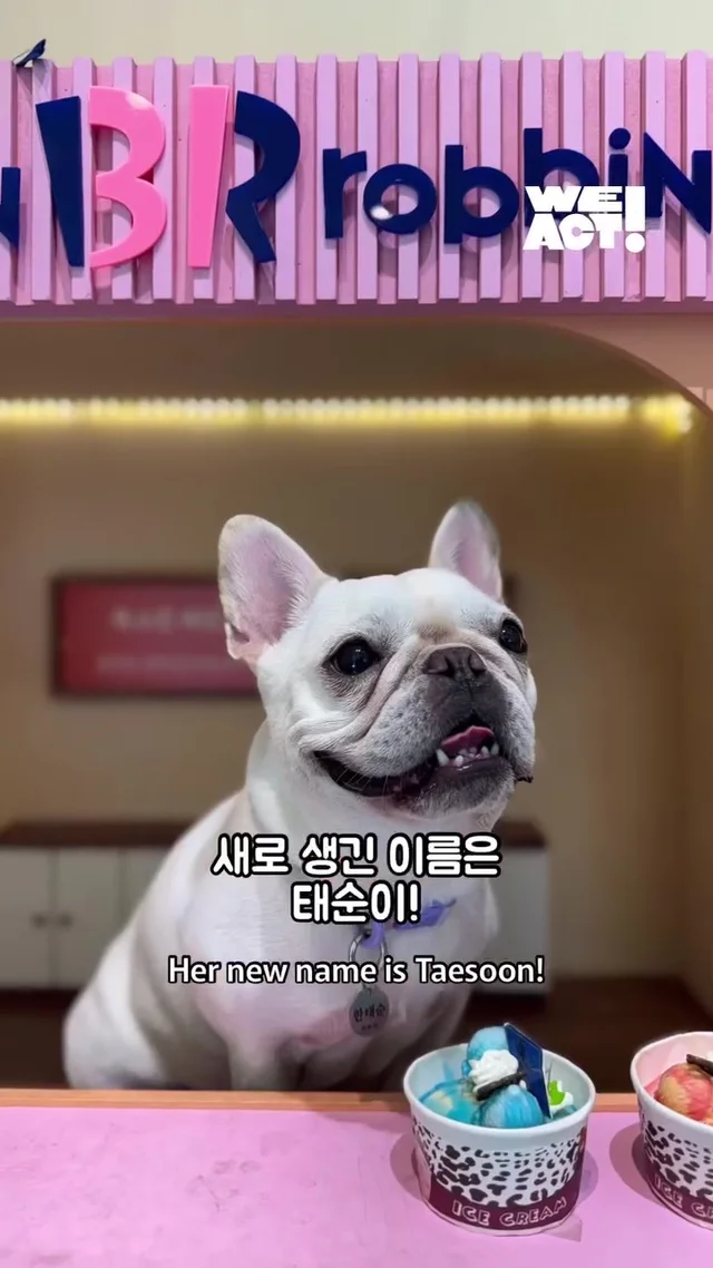 크리스마스에 버려진 엄마개에게 찾아온 선물 현장 사진