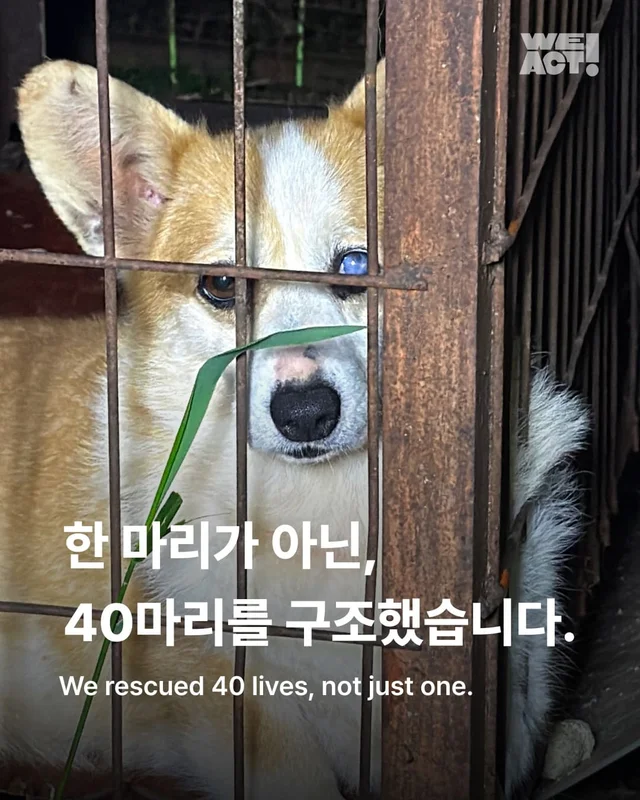 성남불법개농장 현장 사진