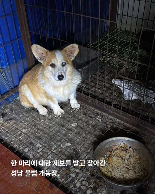 성남불법개농장 현장 사진