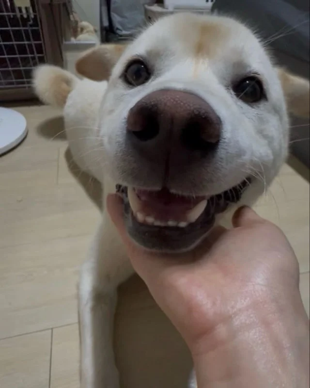 성남불법개농장 현장 사진